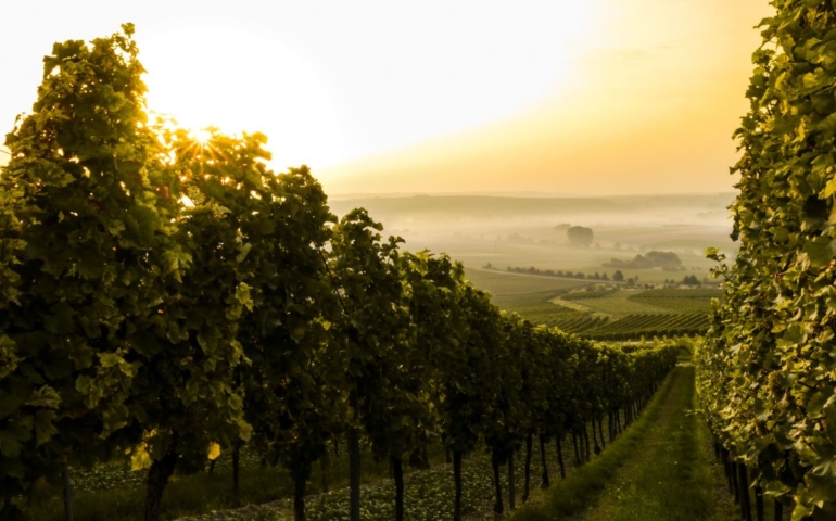 From Singer to Winemaker: Pink Launches Two Wolves Wine