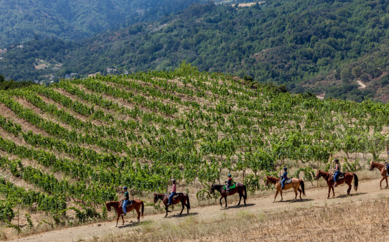 A Northern California Wine Country Underdog Is Working Its Way Back Into the Spotlight