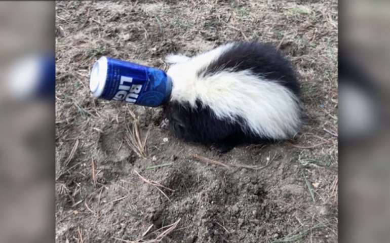 Drunk as a Skunk: Animal Control Rescues Critter Stuck in Bud Light Can