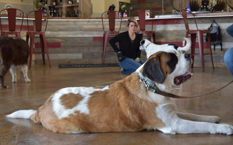 ‘Drink With Your Dog’ Training Teaches Pups Brewery Manners