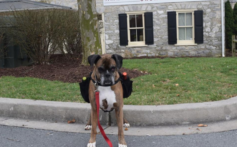 Heroic Dog Provides Curbside Wine Deliveries for a Maryland Winery