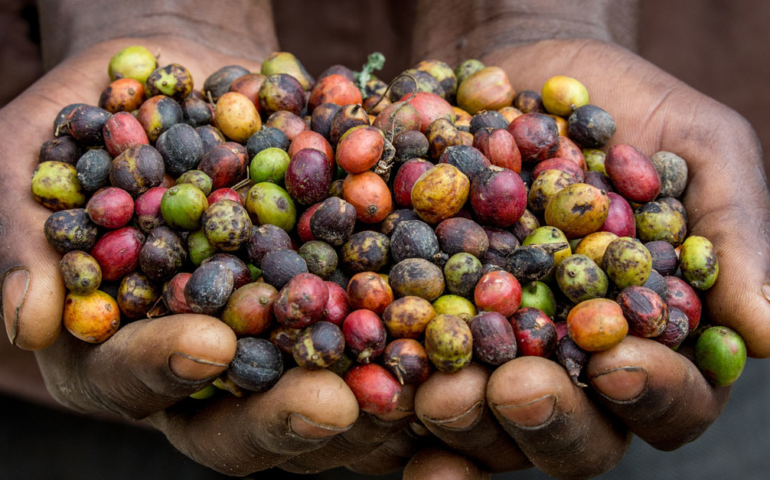 A Beginner’s Guide to African Coffee Varieties and Flavors