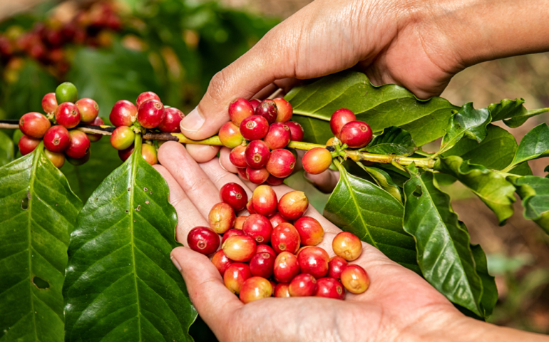 A Beginner’s Guide to Central America’s Acclaimed Coffee Varieties