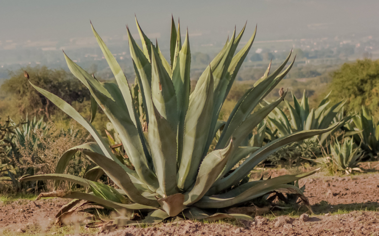 All the Different Types of Mezcal, Explained