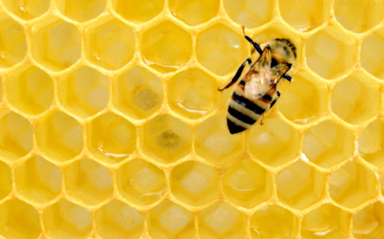 Honey Is Reemerging as a Sustainable, Flavorful Ingredient in Your Drink