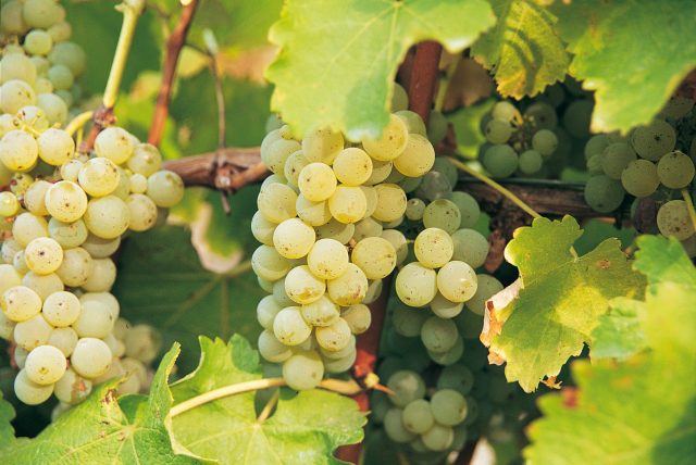 Five Soothing Sauvignon Blancs for Lockdown and Beyond