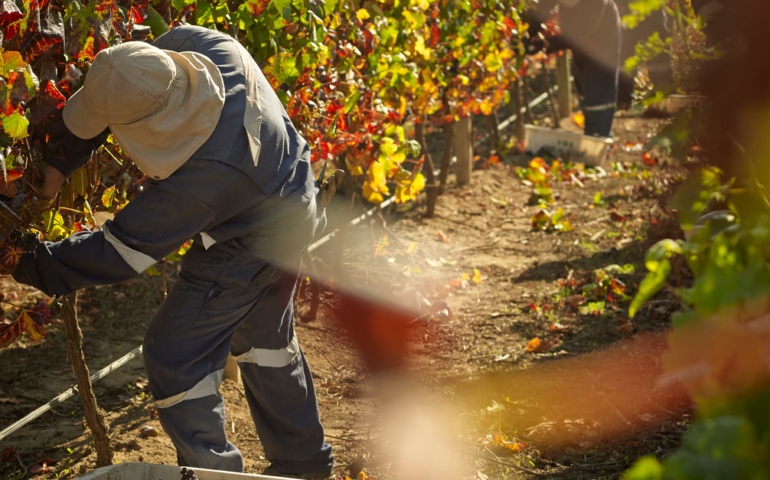 Wine Harvest Is Happening in the Southern Hemisphere — Producers From 5 Countries Weigh In