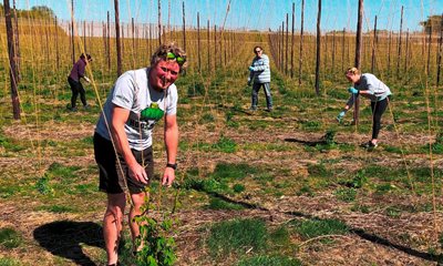 Hop Twiddling at Hogs Back Brewery Goes Ahead – With Social Distancing in Place